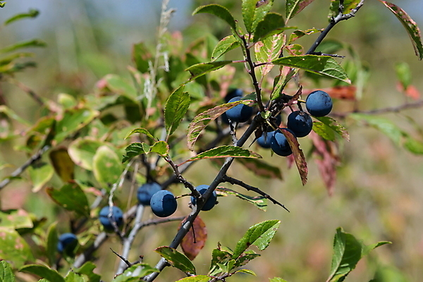 포토 JPG 해외이미지 나무 식물 계절 열매 야생동물 음식 백그라운드 잎 과일 자연 건강 사람없음 가로 초록색 파란색 농작물 정원 보라색 검은색 수확 성장 나뭇가지 신선 원형 가시 그룹 관목 유기농 내추럴 숙성 해외포토 도형 동물 웰빙 컬러 농업 생태계 파일형식 이미지허브