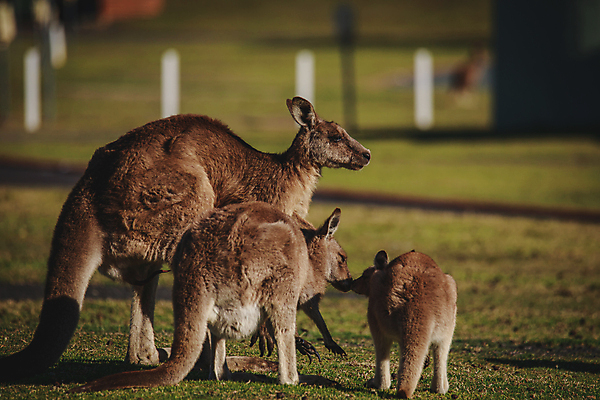 포토 JPG 해외이미지 동물 공원 얼굴 야생동물 백그라운드 포유류 자연 초식동물 털 사람없음 야외 초록색 갈색 머리 여행객 환경 회색 흰색 닫기 호주 경계 호기심 코 귀 목 캥거루 동쪽 내추럴 동물상 오지 집게발 튕기기 해외포토 공공시설 감정 컬러 컨셉 모션 사람 신체부위 조형물 오세아니아 방향 생태계 파일형식 이미지허브