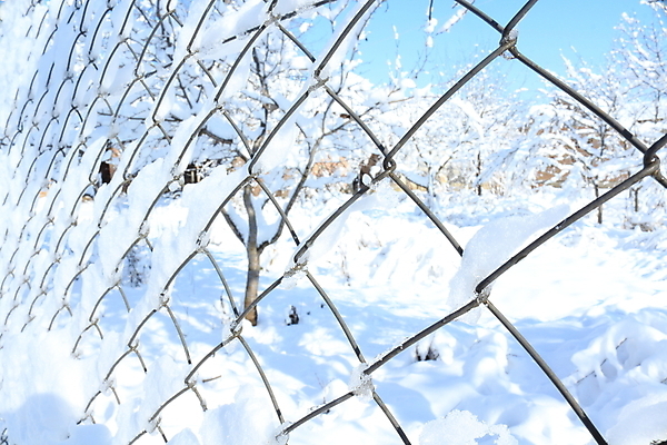 포토 JPG 해외이미지 나무 식물 계절 공원 꽃 백그라운드 잎 크리스마스 겨울 꽃무늬 자연 하늘 날씨 사람없음 야외 목재 빨간색 초록색 파란색 빛 뷰티 정원 냉동 얼음 봄 추위 벚꽃 흰색 나뭇가지 신선 숲 서리 내추럴 눈내림 해외포토 자연요소 공공시설 기념일 컬러 무늬 재료 눈_날씨 생태계 파일형식 이미지허브