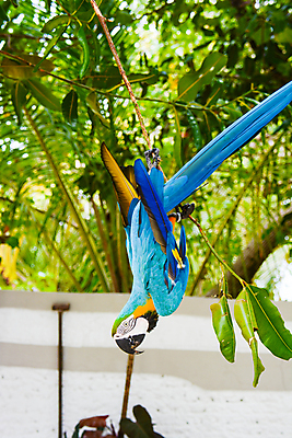 포토 JPG 해외이미지 동물 야생동물 백그라운드 자연 조류 사람없음 초록색 파란색 반려동물 컬러풀 뷰티 노란색 회색 흰색 부리 앵무새 내추럴 고립 이국적 해외포토 컬러 생태계 파일형식 이미지허브