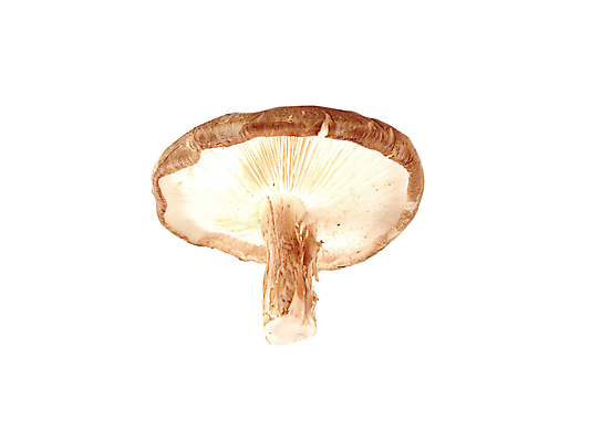 포토 JPG 해외이미지 백그라운드 채소 재료 사람없음 가로 버섯 흰색 신선 날것 식용 해외포토 컬러 파일형식 이미지허브