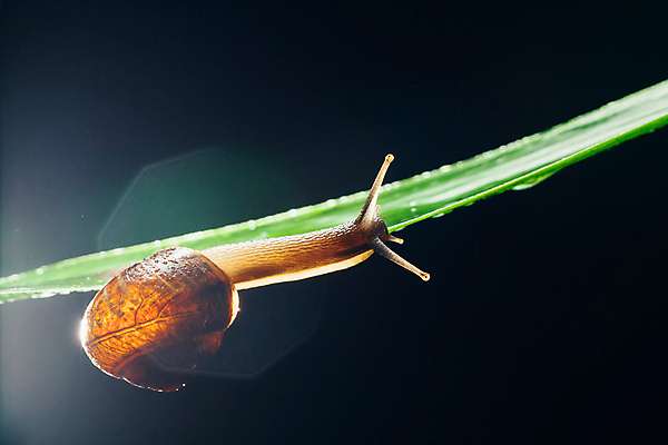 포토 JPG 해외이미지 한마리 잎 검은배경 실내 매달리기 사람없음 기어가기 해외포토 식물 1 백그라운드 모션 내부 검은색 파일형식 이미지허브