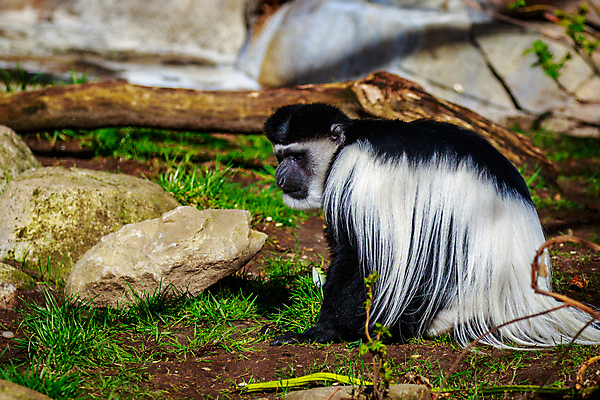포토 JPG 해외이미지 동물 북아메리카 포유류 동물원 사람없음 야외 가로 컬러풀 미국 닫기 카피스페이스 해외포토 컬러 모션 아메리카 공백 파일형식 이미지허브