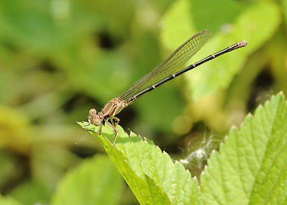 포토 JPG 해외이미지 야생동물 곤충 자연 사람없음 야외 벌레 해외포토 동물 생태계 파일형식 이미지허브