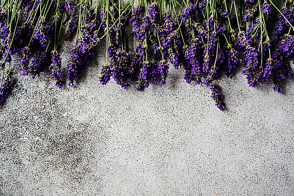 포토 JPG 해외이미지 꽃 실내 사람없음 라벤더 카피스페이스 해외포토 식물 내부 공백 허브 파일형식 이미지허브