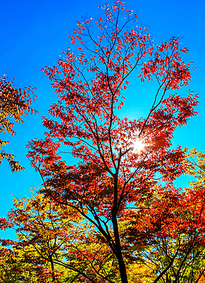 포토 JPG 해외이미지 주간 단풍 하늘 단풍나무 사람없음 야외 해외포토 자연요소 나무 잎 파일형식 이미지허브