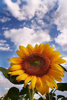 포토 JPG 해외이미지 주간 줄기 잎 하늘 해바라기 사람없음 야외 해외포토 자연요소 식물 꽃 파일형식 이미지허브