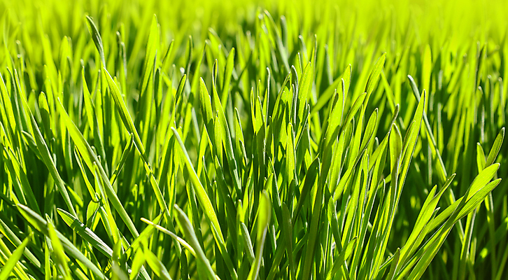 포토 JPG 해외이미지 계절 백그라운드 농업 자연 새로움 잔디 사람없음 초록색 새싹 우주 맑음 봄 젖음 성장 신선 닫기 각도 내추럴 강렬 총쏘기 그리너리 해외포토 식물 산업 컬러 컨셉 모션 날씨 생태계 파일형식 트랜드컬러 이미지허브