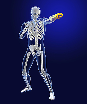 포토 JPG 해외이미지 디자인 남자 실루엣 스포츠 포즈 백그라운드 이동 컨셉 신체 일러스트 해부 근육 골격 건강 사람 사람없음 파란색 운동 3D 힘 권투 마네킹 연습 척추 체육관 역동적 싸움 근육질 에어로빅 팔 고립 승자 운동가 이두근 챔피언 킥복싱 필승 해외일러스트 컬러 의학 모션 뼈 촬영기법 신체부위 격투기 춤 우승 몸매 디지털합성 파일형식 이미지허브