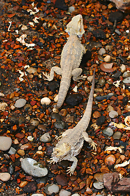 포토 JPG 해외이미지 동물 야생동물 파충류 저울 사람없음 동물상 해외포토 조형물 파일형식 이미지허브