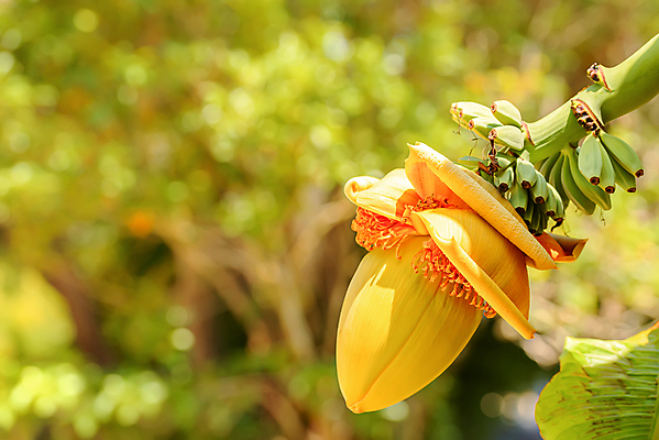 포토 JPG 해외이미지 나무 식물 꽃잎 꽃 음식 여행 백그라운드 잎 꽃무늬 농업 채소 과일 자연 바나나 건강 사람없음 초록색 뷰티 농장 노란색 정원 봄 수확 성장 벚꽃 나뭇가지 아기 신선 달콤 맛 작음 다발 먹기 유기농 식물원 내추럴 이국적 해외포토 웰빙 계절 산업 컬러 컨셉 무늬 모션 사람 크기 생태계 파일형식 이미지허브