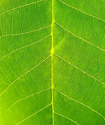 포토 JPG 해외이미지 식물 선 백그라운드 잎 패턴 자연 표면 추상 세포 사람없음 세로 초록색 환경 봄 활발 성장 신선 묘사 유기농 생태계 질감 정맥 내추럴 생태학 엘리먼트 해외포토 웰빙 계절 교육 컬러 컨셉 무늬 혈관 파일형식 이미지허브