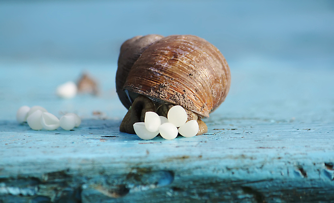 포토 JPG 해외이미지 한마리 실내 근접촬영 사람없음 아웃포커스 알 껍질 나무바닥 달팽이집 해외포토 1 뷰포인트 바닥 촬영기법 내부 파일형식 이미지허브