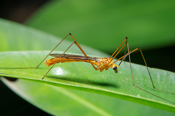 포토 JPG 해외이미지 곤충 백그라운드 잎 자연 사람없음 B 해외포토 식물 동물 알파벳 생태계 파일형식 이미지허브