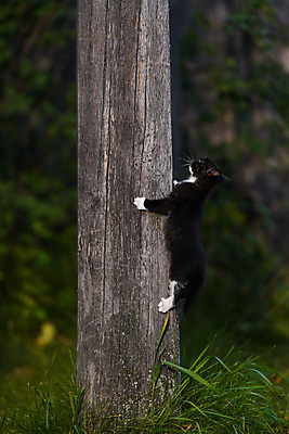 포토 JPG 해외이미지 동물 백그라운드 장난 놀이 사람없음 목재 초록색 반려동물 고양이 혼자 생존 카피스페이스 해외포토 나무 컬러 재료 포유류 공백 파일형식 이미지허브