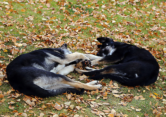 포토 JPG 해외이미지 동물 응시 호수 얼굴 밭 장난 자연 놀이 건강 미소 사람없음 야외 물 반려동물 머리 점프 검은색 수영 봄 기쁨 코트 가을 양치기 개 닥스훈트 혀 코 귀 갸우뚱 송곳니 외양간 경보 기르기 바보 해외포토 자연요소 직업 시선 계절 감정 컬러 농업 포유류 모션 표정 신체부위 외투 수상스포츠 입 치아 생태계 돌봄 파일형식 이미지허브