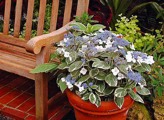 포토 JPG 해외이미지 식물 공원 꽃잎 꽃 꽃다발 꽃무늬 벤치 의자 휴식 사람없음 정원 봄 벚꽃 보호구역 해외포토 계절 공공시설 가구 컨셉 무늬 구역 파일형식 이미지허브