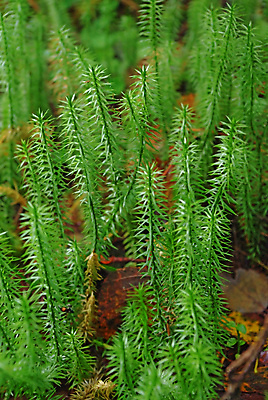 포토 JPG 해외이미지 식물 계절 꽃 백그라운드 잎 패턴 자연 표면 아침 추상 이끼 사람없음 야외 목재 초록색 물 여름 빛 환경 정원 봄 젖음 성장 가을 신선 닫기 숲 작음 묘사 질감 부드러움 내추럴 광합성 땅바닥 생태학 해외포토 주간 자연요소 나무 교육 컬러 무늬 재료 모션 바닥 감각 크기 생태계 파일형식 이미지허브