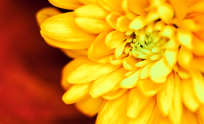 포토 JPG 해외이미지 식물 디자인 계절 꽃잎 꽃 백그라운드 컨셉 꽃무늬 오렌지 자연 추상 휴가 국화 사람없음 빛 갈색 노란색 환경 봄 수확 성장 벚꽃 신선 신용카드 개화 선택 질감 복고 데이지 부드러움 내추럴 해외포토 컬러 무늬 농업 과일 금융 감각 생태계 파일형식 이미지허브