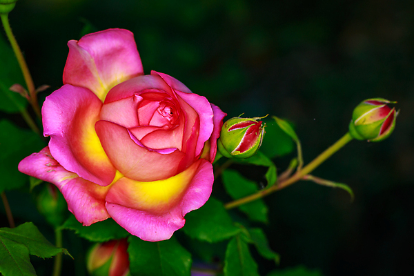 포토 JPG 해외이미지 꽃 산업 농업 자연 사람없음 야외 가로 컬러풀 한개 장미 봄 닫기 원예 카피스페이스 해외포토 식물 1 계절 컬러 모션 취미 공백 생태계 파일형식 이미지허브