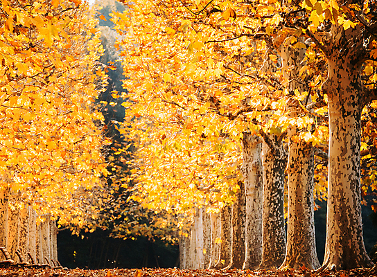 포토 JPG 해외이미지 주간 단풍 단풍나무 사람없음 야외 숲길 해외포토 자연요소 나무 길 잎 파일형식 이미지허브