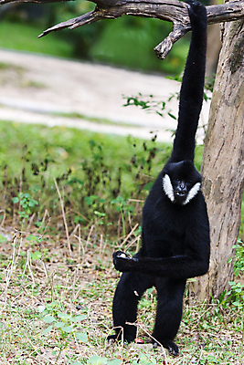 포토 JPG 해외이미지 동물 여자 얼굴 청소년 태국 사람없음 초록색 검은색 흰색 원숭이 표현 입 작음 인도네시아 멸종 유인원 원시시대 말레이시아 침팬지 배려 혼자 해외포토 아시아 컬러 포유류 사람 신체부위 역사 크기 파일형식 이미지허브