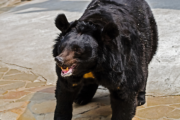 포토 JPG 해외이미지 동물 남자 아시아 얼굴 야생동물 곰 포유류 태국 털 동물원 서기 동양인 사람없음 검은색 어둠 힘 코트 달 흰색 야간 위험 큼 귀 육식동물 멸종 무거움 이국적 히말라야 해외포토 자연요소 나라 컬러 컨셉 모션 사람 인종 신체부위 외투 무게 크기 파일형식 산맥 이미지허브