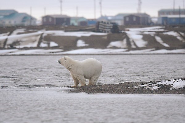 포토 JPG 해외이미지 주간 한마리 야생동물 곰 사람없음 야외 북극곰 백곰 해외포토 자연요소 동물 1 포유류 파일형식 이미지허브