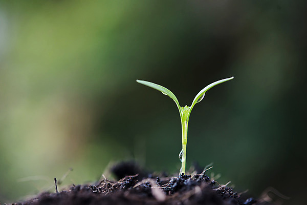 포토 JPG 해외이미지 식물 계절 백그라운드 컨셉 잎 농업 채소 자연 새로움 콩 씨앗 사람없음 초록색 햇빛 농장 새싹 우주 환경 정원 흙 봄 성장 신선 작음 원예 모종 생태학 처음 세련 해외포토 교육 산업 컬러 곡류 취미 태양 크기 생태계 파일형식 이미지허브