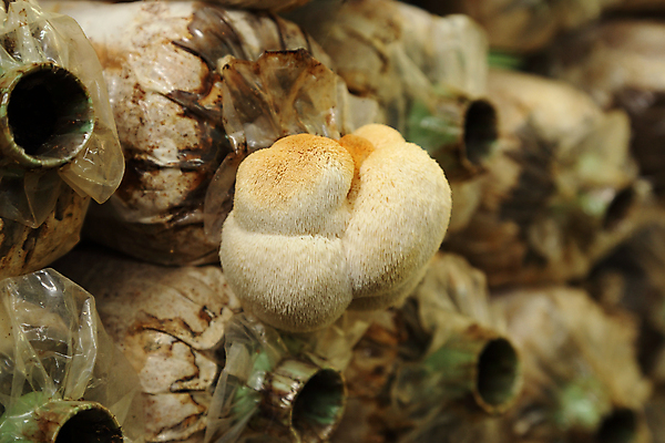 포토 JPG 해외이미지 음식 채소 재료 자연 수염 건조 건강 동양인 사람없음 갈색 머리 일본 식사 버섯 원숭이 신선 사발 맛 상품 유기농 고슴도치 내추럴 식용 채식주의자 해외포토 웰빙 아시아 컬러 컨셉 포유류 인종 신체부위 사기그릇 생태계 채식 파일형식 이미지허브