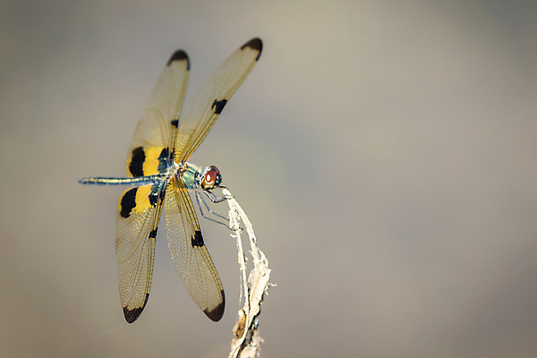 포토 JPG 해외이미지 동물 야생동물 포즈 나비 곤충 백그라운드 잎 날개 자연 서기 사람없음 야외 초록색 여름 파란색 컬러풀 뷰티 갈색 노란색 검은색 어둠 용 원형 황금 우아함 닫기 벌레 잠자리 먹기 그림 내추럴 논밭 단아함 떠남 케랄라주 해외포토 도형 식물 계절 컬러 컨셉 밭 모션 논 인도_나라 생태계 파일형식 이미지허브