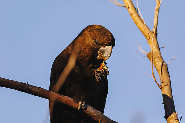 포토 JPG 해외이미지 동물 야생동물 자연 조류 하늘 사람없음 갈색 검은색 심볼 깃털 앵무새 멸종 내추럴 해외포토 컬러 생태계 파일형식 이미지허브