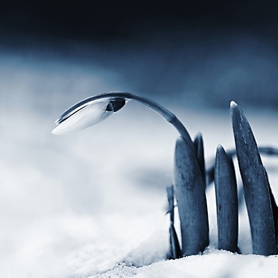 포토 JPG 해외이미지 식물 1 계절 꽃잎 꽃 백그라운드 잎 겨울 꽃무늬 자연 새로움 사람없음 야외 초록색 뷰티 정원 봄 추위 성장 벚꽃 흰색 신선 개화 닫기 숲 묘사 속도 서리 보케 부드러움 1월 내추럴 2월 스노드롭 헌병 해외포토 컬러 컨셉 무늬 모션 군인 감각 날짜 생태계 파일형식 이미지허브