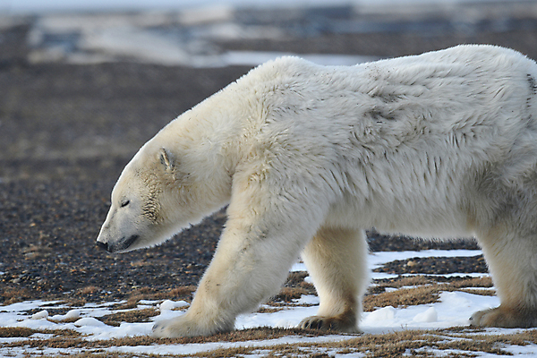포토 JPG 해외이미지 주간 한마리 야생동물 곰 사람없음 야외 아웃포커스 북극곰 백곰 해외포토 자연요소 동물 1 포유류 촬영기법 파일형식 이미지허브