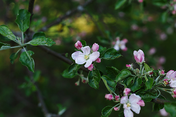 포토 JPG 해외이미지 나무 식물 계절 공원 꽃잎 꽃 야생동물 분홍색 잎 꽃무늬 곡선 자연 벽지 새로움 사람없음 야외 초록색 여름 태양 뷰티 정원 봄 벚꽃 흰색 나뭇가지 신선 개화 체리 묘사 부드러움 꽃수술 엘리먼트 정물화 해외포토 자연요소 동물 공공시설 선 컬러 컨셉 무늬 과일 감각 그림 생태계 파일형식 이미지허브