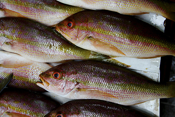 포토 JPG 해외이미지 나무 식물 지구 음식 백그라운드 잎 농업 다이어트 과일 자연 디저트 건강 사람없음 야외 초록색 농작물 컬러풀 농장 신선 시장 달콤 맛 농부 과수원 대만 열대과일 유기농 비타민 내추럴 숙성 이국적 파파야 브라질사람 맛있는 해외포토 직업 웰빙 산업 아시아 컬러 컨셉 생태계 영양소 파일형식 이미지허브