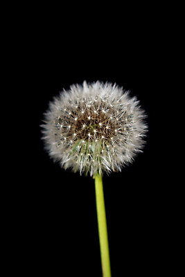 포토 JPG 해외이미지 한송이 검은배경 실내 사람없음 민들레 민들레홀씨 해외포토 1 꽃 백그라운드 내부 검은색 송이 파일형식 이미지허브