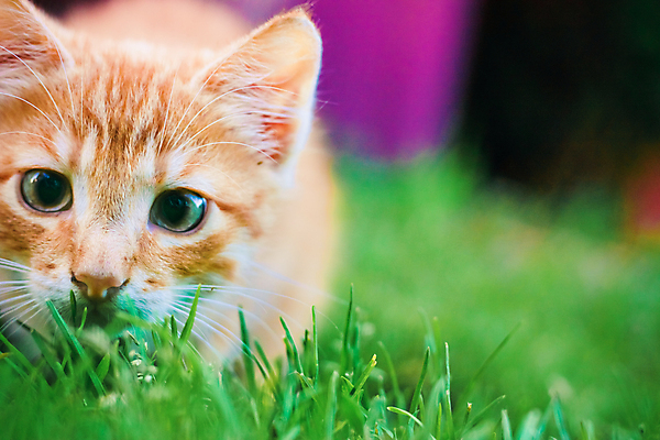 포토 JPG 해외이미지 동물 1 응시 공원 얼굴 잎 밭 오렌지 자연 놀이 수염 털 잔디 초원 사람없음 야외 빨간색 초록색 여름 반려동물 컬러풀 태양 뷰티 고양이 봄 가을 게임 닫기 달콤 작음 호기심 사냥 해외포토 자연요소 식물 시선 계절 공공시설 감정 컬러 컨셉 농업 과일 포유류 모션 신체부위 맛 크기 생태계 파일형식 이미지허브