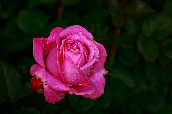 포토 JPG 해외이미지 꽃 산업 농업 자연 사람없음 야외 가로 컬러풀 한개 장미 봄 닫기 원예 카피스페이스 해외포토 식물 1 계절 컬러 모션 취미 공백 생태계 파일형식 이미지허브