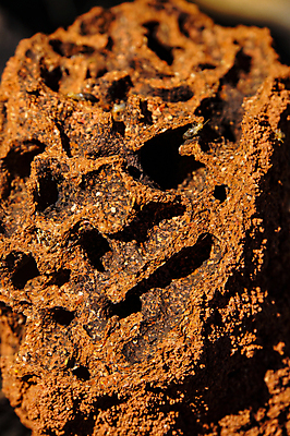 포토 JPG 해외이미지 나무 동물 공원 여행 곤충 자연 하늘 건조 풍경 사람없음 야외 빨간색 파란색 성당 흙 사막 황무지 호주 둥지 큼 언덕 영토 북쪽 멀리 내추럴 오지 유칼립투스 전국 해외포토 식물 공공시설 컬러 종교건축 오세아니아 크기 방향 생태계 파일형식 이미지허브