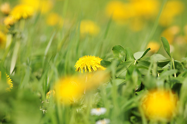 포토 JPG 해외이미지 주간 자연 사람없음 야외 아웃포커스 소프트포커스 민들레 해외포토 자연요소 꽃 촬영기법 생태계 파일형식 이미지허브