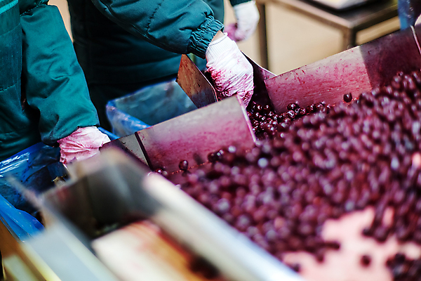 포토 JPG 해외이미지 손 공장 신체부위 냉동 기계 잡기 체리 제조 소프트포커스 분류 식품공장 냉동식품 해외포토 음식 과일 공업 모션 촬영기법 사람 파일형식 이미지허브