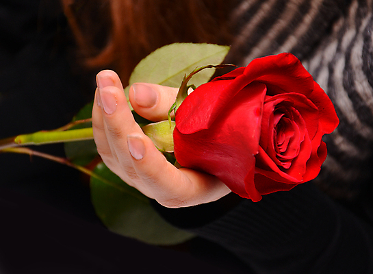 포토 JPG 해외이미지 식물 손 기념일 꽃잎 꽃 줄기 분홍색 꽃다발 결혼 백그라운드 잎 꽃무늬 패턴 데이트 자연 휴가 발렌타인데이 선물 사랑 사람없음 장식 빨간색 초록색 뷰티 장미 낭만 벚꽃 흰색 축하 신선 우아함 유혹 심볼 오브젝트 싱글 원예 열정 고립 해외포토 감정 컬러 컨셉 무늬 데이이벤트 이벤트 취미 신체부위 생태계 파일형식 이미지허브