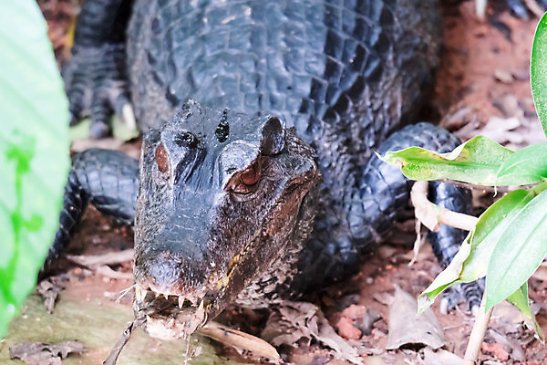 포토 JPG 해외이미지 동물 호수 야생동물 파충류 아프리카 자연 사람없음 물 강 머리 닫기 치아 위험 육식동물 악어 내추럴 난쟁이 동물상 해외포토 자연요소 나라 컨셉 모션 신체부위 조형물 소화기관 생태계 파일형식 이미지허브
