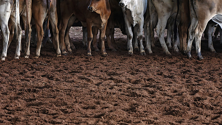 포토 JPG 해외이미지 동물 스포츠 포유류 사람없음 경쟁 경기장 목장 업무 소 승마 호주 군중 자르기 다발 먼지 점수 대회 로데오 도우미 라이더 서쪽 해외포토 컨셉 스포츠시설 모션 사람 작업 오세아니아 방향 파일형식 이미지허브