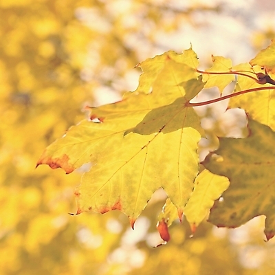 포토 JPG 해외이미지 나무 식물 계절 공원 백그라운드 컨셉 단풍 잎 오렌지 자연 벽지 추상 사람없음 야외 목재 빨간색 빛 컬러풀 햇빛 태양 갈색 노란색 환경 정원 맑음 일몰 활발 나뭇가지 황금 숲 11월 보케 장면 10월 내추럴 떠남 해외포토 자연요소 공공시설 컬러 무늬 과일 재료 모션 날씨 노을 날짜 생태계 파일형식 이미지허브