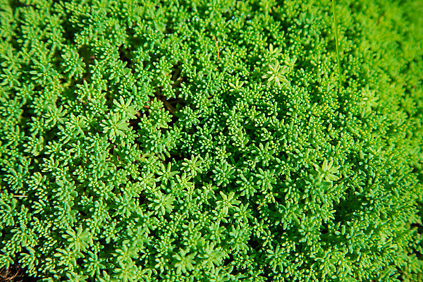 포토 JPG 해외이미지 식물 디자인 공원 백그라운드 잎 패턴 밭 자연 벽지 추상 이끼 잔디 사람없음 야외 그래픽 초록색 환경 신선 숲 에코 질감 내추럴 땅바닥 생태학 해외포토 공공시설 교육 컬러 무늬 농업 바닥 생태계 파일형식 이미지허브