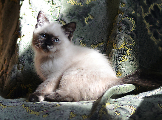 포토 JPG 해외이미지 동물 공원 잎 포유류 발 자연 놀이 수염 주택 털 사람없음 야외 빨간색 파란색 반려동물 소파 달리기 노란색 점프 고양이 줄무늬 산책 회색 흰색 모피 꼬리 솜털 수의사 발톱 해외포토 식물 공공시설 컬러 무늬 의자 모션 휴식 건물 신체부위 의사 생태계 파일형식 이미지허브