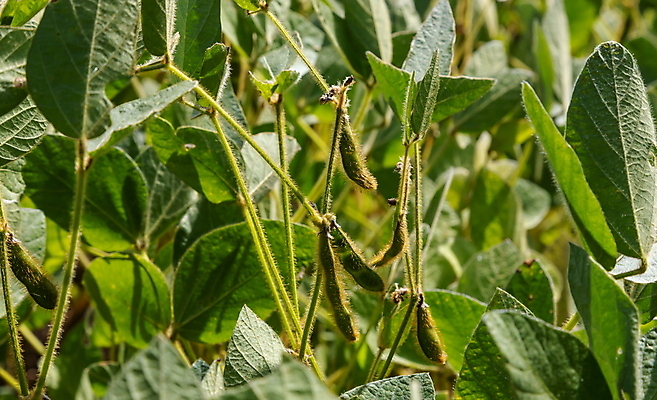 포토 JPG 해외이미지 식물 구름 계절 문화 음식 잎 밭 농업 채소 자연 하늘 건강 옥수수 풍경 초원 사람없음 야외 초록색 여름 파란색 농작물 햇빛 태양 농장 농경지 환경 맑음 봄 수확 성장 시골 신선 낟알 땅 시리얼 유기농 장면 내추럴 밭일 줄서기 세련 해외포토 자연요소 웰빙 산업 컬러 모션 날씨 곡류 생태계 파일형식 이미지허브