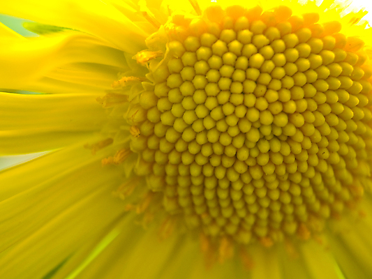 포토 JPG 해외이미지 식물 1 디자인 꽃잎 꽃 행복 백그라운드 꽃무늬 자연 씨앗 사람없음 야외 장식 뷰티 노란색 머리 환경 정원 봄 들꽃 벚꽃 신선 개화 떨어짐 허브 싱글 원예 질감 데이지 고립 캐모마일 해외포토 계절 감정 컬러 컨셉 무늬 취미 신체부위 생태계 파일형식 이미지허브